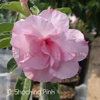 Bibit Bunga Kamboja Adenium Shocking Pink