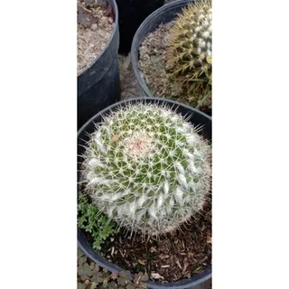 kaktus salak putih jumbo/kaktus pasaman