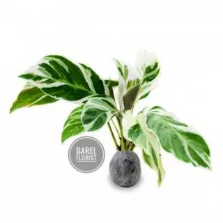 Tanaman hias Calathea White Fushion