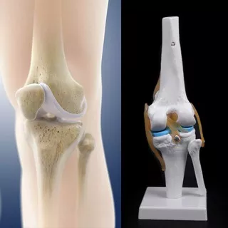 Model Kerangka Anatomi Sendi Lutut Manusia Bahan PVC Warna Putih untuk Edukasi