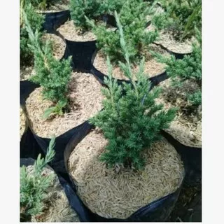 Cemara bajul buaya bahan bonsai / bibit tanaman hias bunga pohon