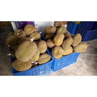 BUAH DURIAN MONTONG / DUREN MONTHONG UTUH PER KILOGRAM (KG)