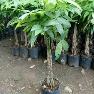 Tanaman hias pot pachira kepang 9 money tree