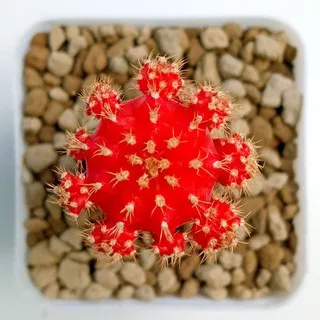 Kaktus Gymnocalycium Mihanovichii Red Ruby | Miha Merah | Gymno Merah | Red Ruby | Moon Cactus