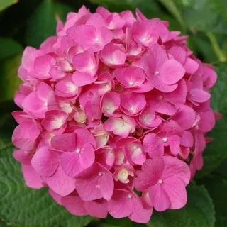 Bibit Benih Biji Bunga Hydrangea Pink - Benih Pohon Bunga Hydrangea Pink - Bunga Hydrangea Pink -COD