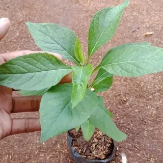 tanaman herbal sambung nyawa