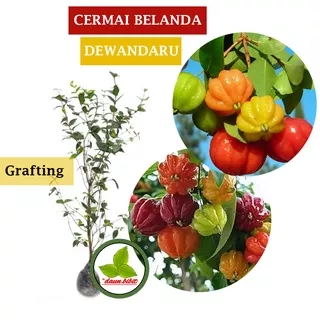 Bibit Cermai Belanda | Dewandaru Sambung Pucuk