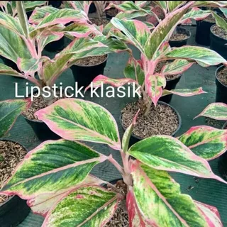 tanaman hias aglonema lipstik classic - tanaman aglonema lipstik - pohon aglonema lipstik classic