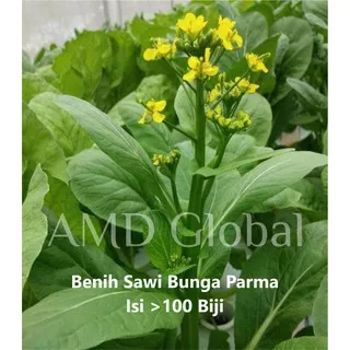 Benih Eceran Sawi Bunga Parma 233 New Day Seed