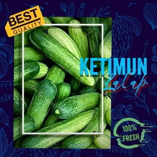 KETIMUN / TIMUN / MENTIMUN SAYUR / TIMUN LALAP LOKAL / FRESH CUCUMBER Per 500 gram SAYURAN SEGAR