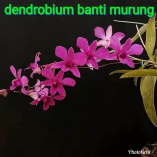 Anggrek dendrobium bantimurung, Anggrek ungu