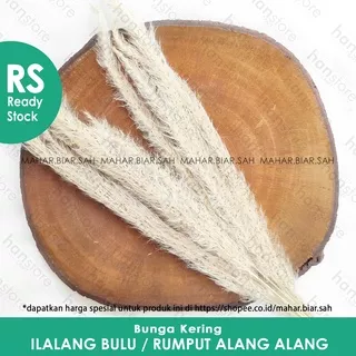 RS 10 Tangkai Bunga kering Ilalang bulu / bunga alang-alang kering / rumput alang alang / dried veza