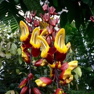 Bibit tanaman bunga rambat flame of Irian cokelat/Indian clock vine (Thunbergia mysorensis)