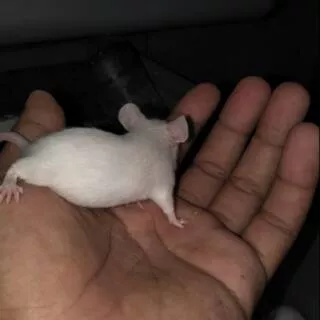 Tikus putih mencit ukuran medium betina