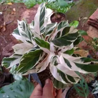 Tanaman hias meranti tisu variegata - tanaman hias calathea White fushion