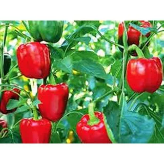 Bibit Benih Biji Sayur Paprika Merah Red Bell Pepper Grow In Yard - Biji Tanaman Paprika Merah - COD