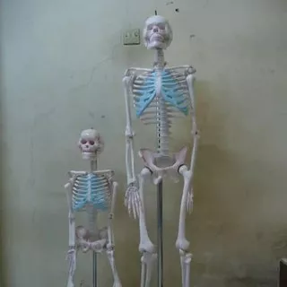Kerangka manusia mini alat peraga pendidikan torso anatomi tubuh tinggi 100cm