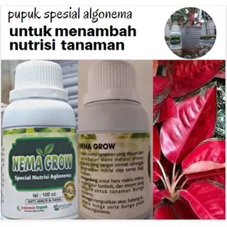 pupuk nema grow, pupuk untuk menambah nutrisi bunga algonema merah