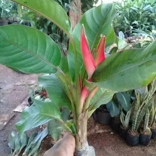 TANAMAN HIAS PISANG BALI