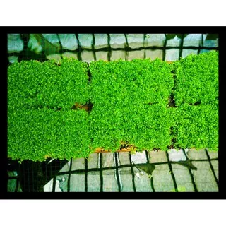 Cuba Karpet Tanaman Air - Aquascape Hemianthus Cuba Terlengkap