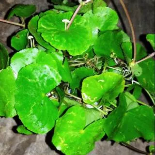 100gr Tanaman herbal Daun antanan daun pegagan segar 100gr daun lebar