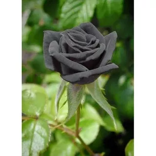 biji bibit benih mawar hitam
