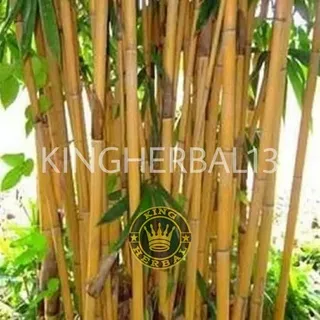 Bambu kuning pengusir setan belek bambu kuning terbaik