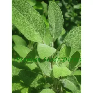 Sage Broad Leaved 10 Biji (Benih Biji Bibit Tanaman Herb Herbal)