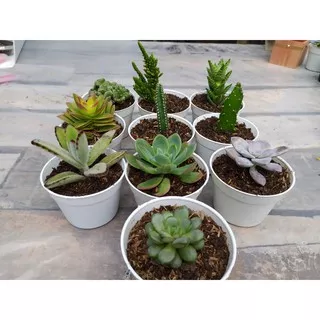 Kaktus Mini dan Sukulen Pot Putih 10cm ( paket 5pcs ) succulent cactus