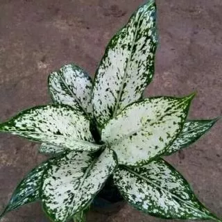 tanaman hias aglonema snow white/aglaonema snow white/snow wet