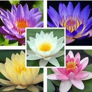 Bibit Benih Biji Bunga Teratai Pink Lotus - Biji Tanaman Pohon Teratai Pink Lotus - Benih Lotus -COD