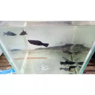 molly black || ikan aquascape