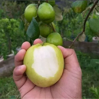 bibit buah apel futsa tanaman pohon buah apel india