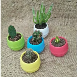 5 pcs tanaman.kaktus plus pot cantik