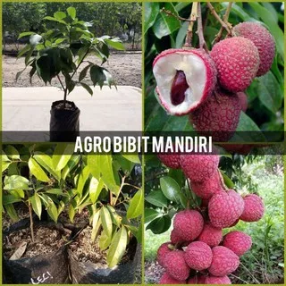 BIBIT BUAH LECI KOM/ LECI MERAH  HASIL CANGKOK