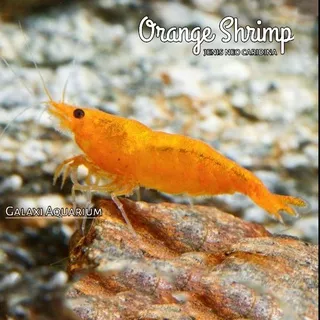 udang hias - orange udang hias aquascape aquarium