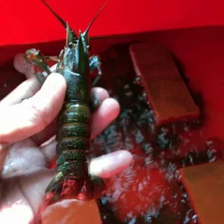Lobster Air Tawar 11-13 cm jenis red claw