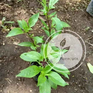 Bibit Tanaman Selasih Bibit Pohon Selasih Basil Tanaman Daun Herbal Batang Ungu