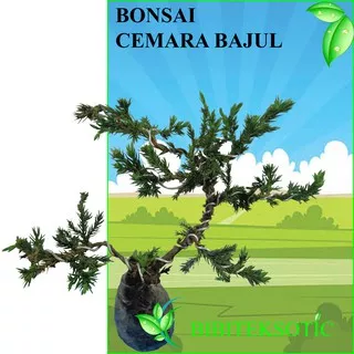 Tanaman Bonsai Cemara Bajul