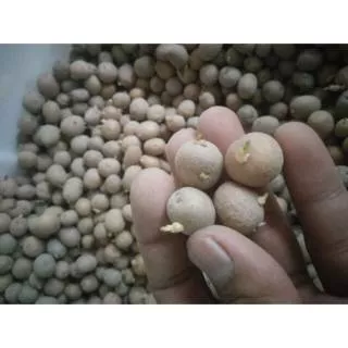 120 Pcs/Knol BIBIT KENTANG VARIETAS G0 GRANOLA L BINA BERSERTIFKAT