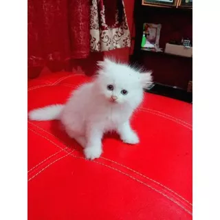 kucing Persia white solid / kucing anggora / kucing murah / kucing lucu