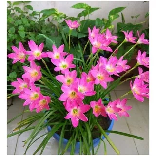Tanaman Hias Rain Lily Bunga Pink - Kucai Tulip Bunga Pink - Tanaman Hidup - Lily Hujan
