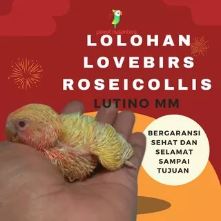 LOVEBIRD LOLOHAN ANAKAN NON KLEP LUTINO MM