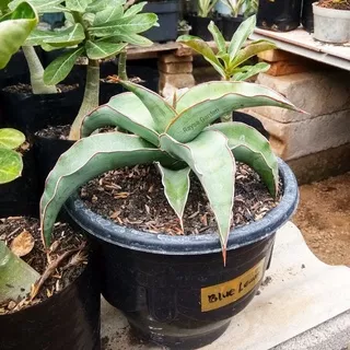 Tanaman hias sansevieria blue leaf