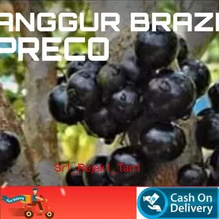 Terlaris Bibit Buah Anggur Brasil / Anggur Batang Jaboticaba Preco Wage