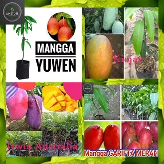 Promo Paket Hemat Bibit Tanaman Mangga Super Unik Yang Unggul (Yuwen Seri 6, Kiojay Asli, Garifta Merah (NEW), Irwin Australia)