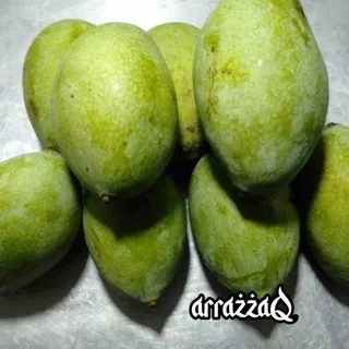 Mangga arum / mangga harum manis mentah 1 kg khas situbondo