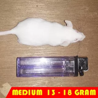 Tikus Putih / Mencit Pakan Reptil Ukuran Medium ( 13 - 18 Gram )