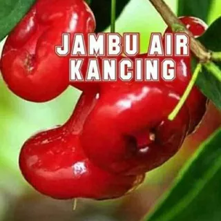 Bibit jambu air kancing merah