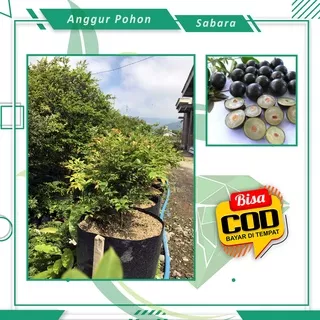 Bibit Anggur Pohon Brazil Sabara Anggur Pohon Bibit Buah Unggul Berkualitas [ SIAP KIRIM ]